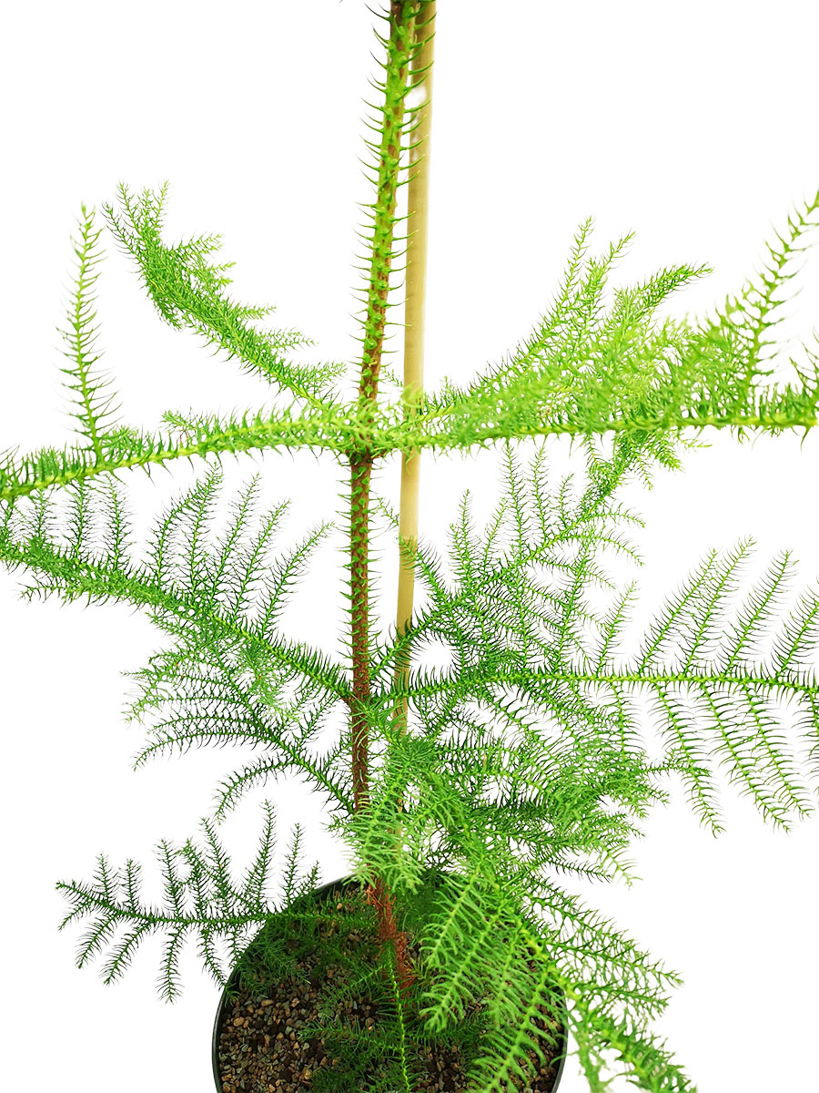 Zimmertanne Araucaria heterophylla