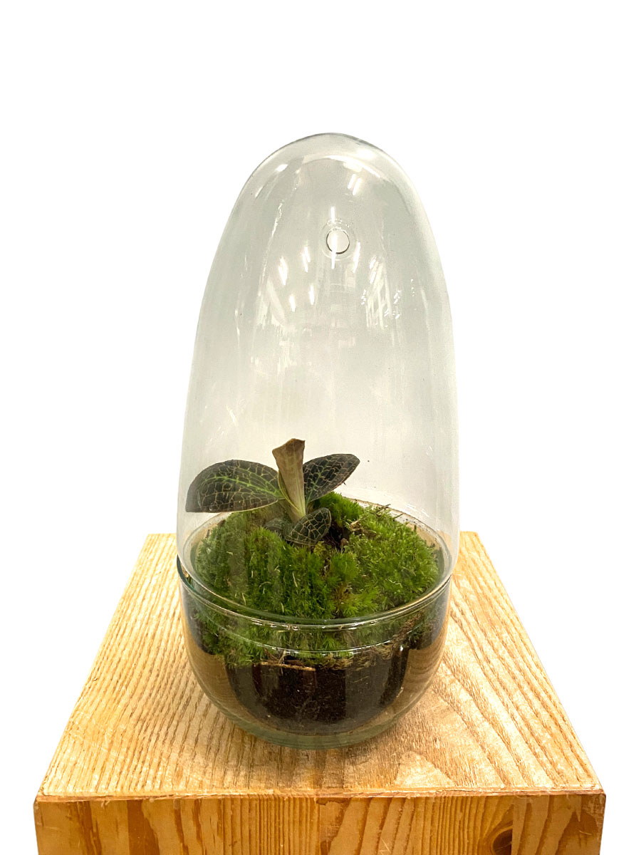 Juwelorchidee Tiger Eye Premium Glas mit Haube