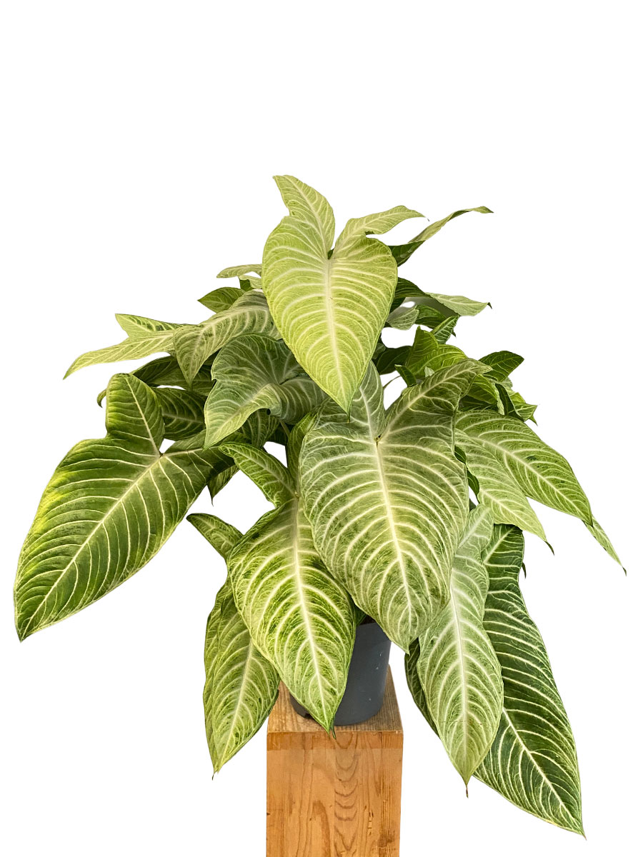 Xanthosoma Lindenii Mint