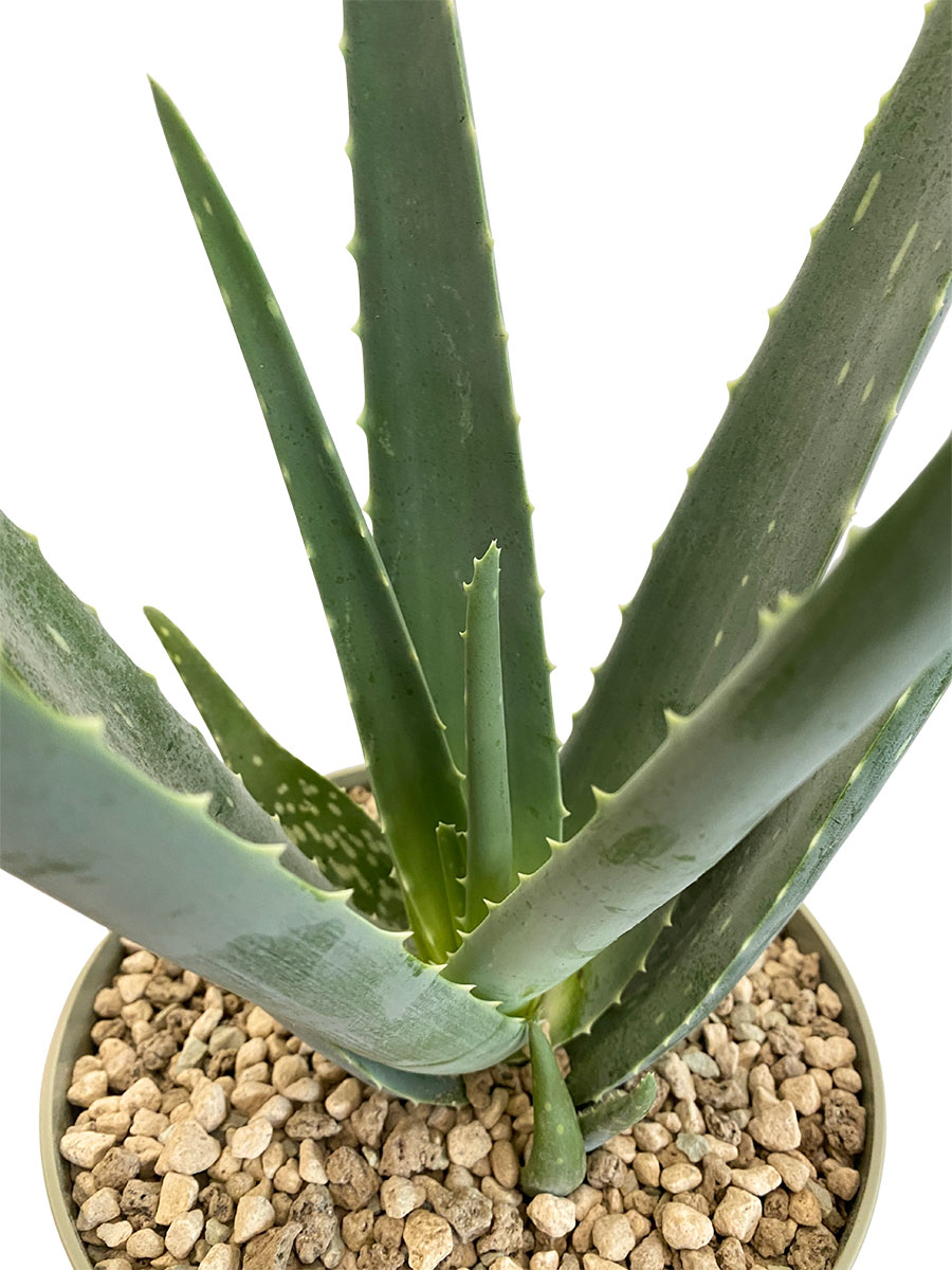Echte Aloe Vera Bio