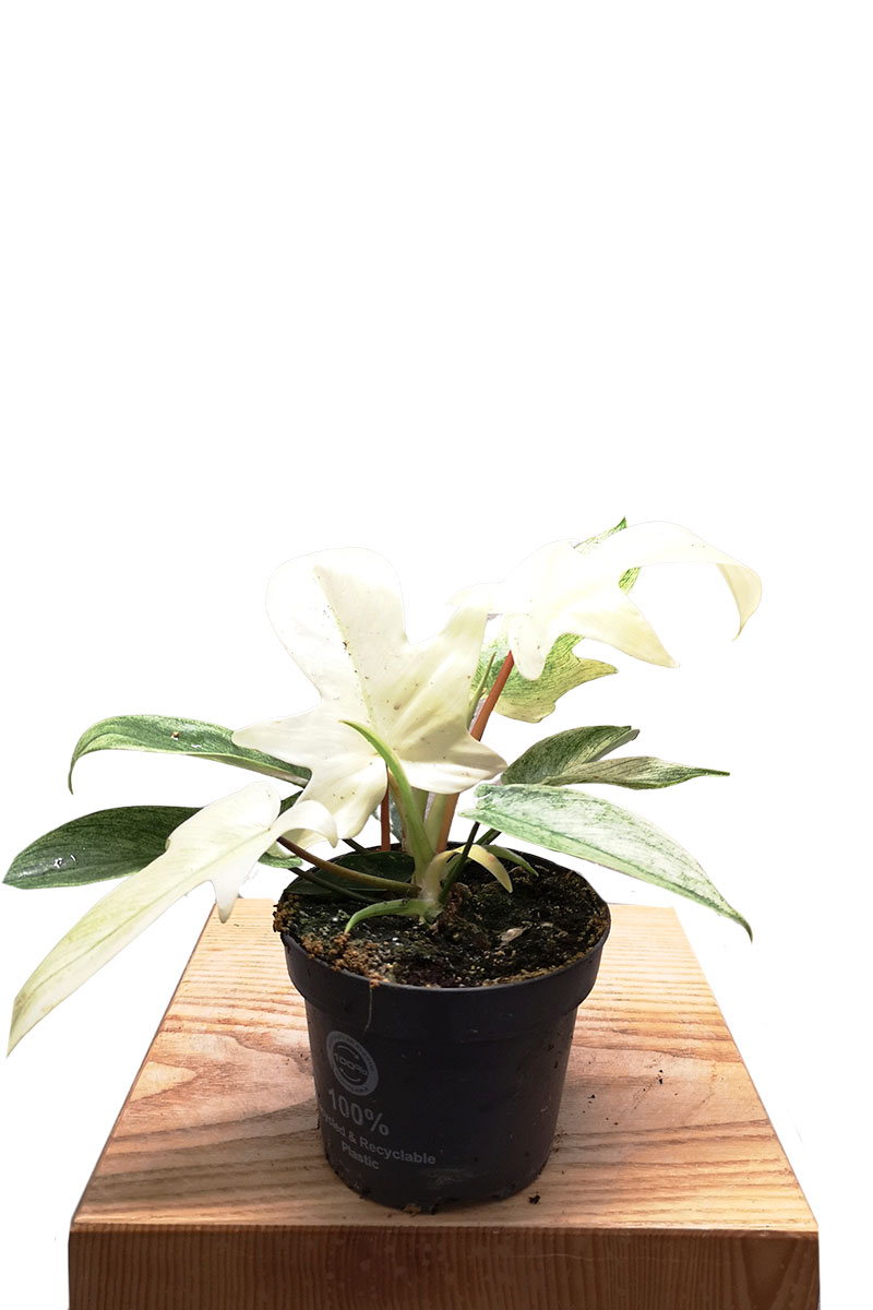 Philodendron Florida Ghost