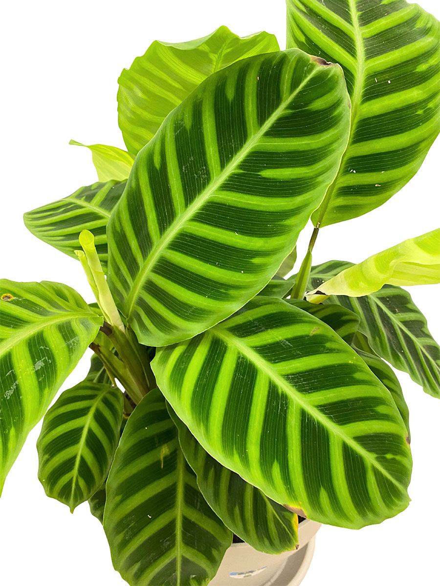 Calathea Zebrina