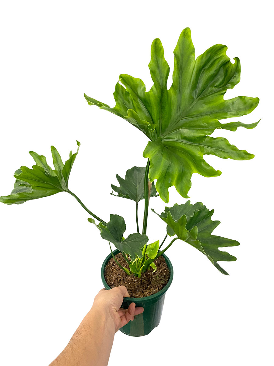 Philodendron Little Hope