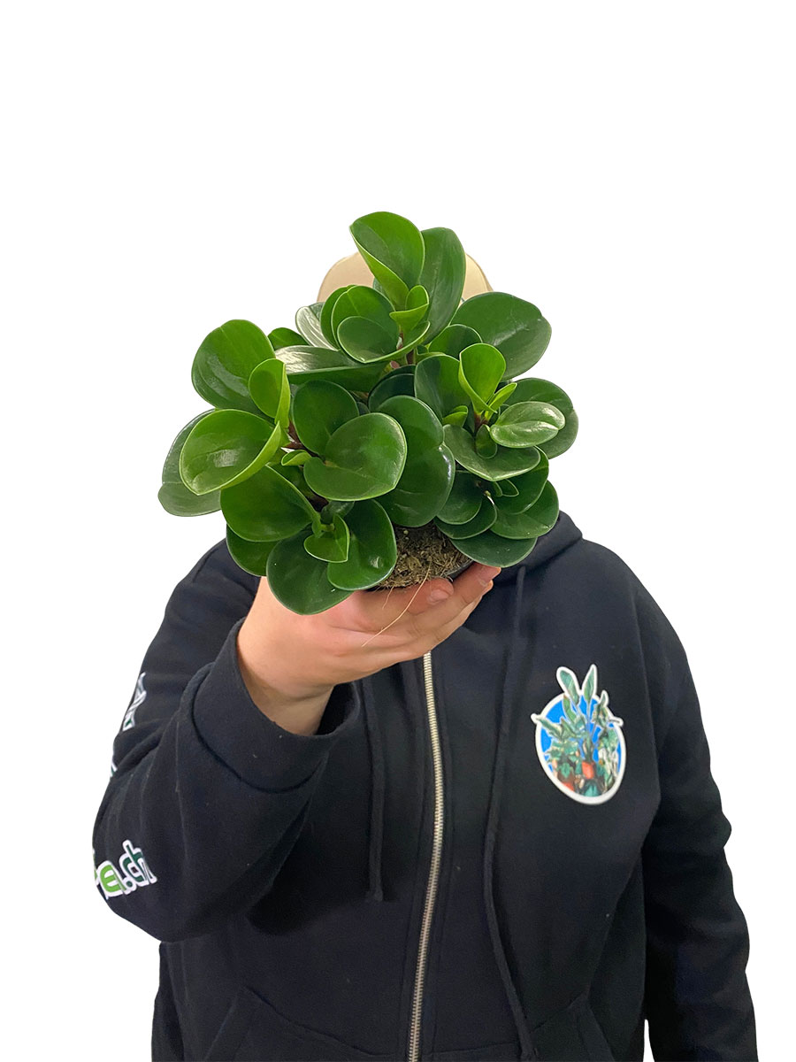Peperomia Obtusifolia