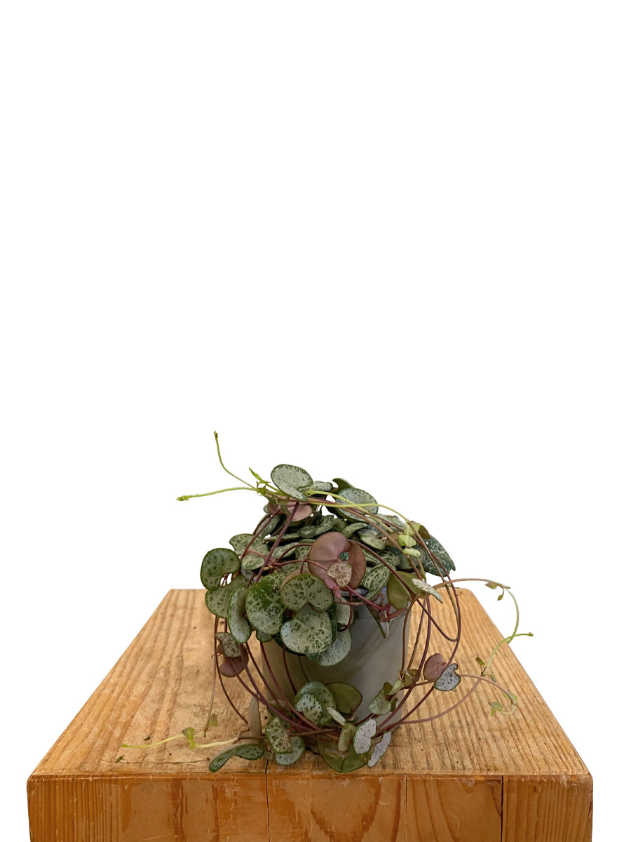 Leuchterblume Ceropegia Silver Glory - Ø9 cm