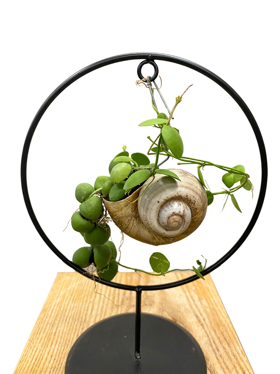 Snaily Schneckenhaus- Pflanze Circle