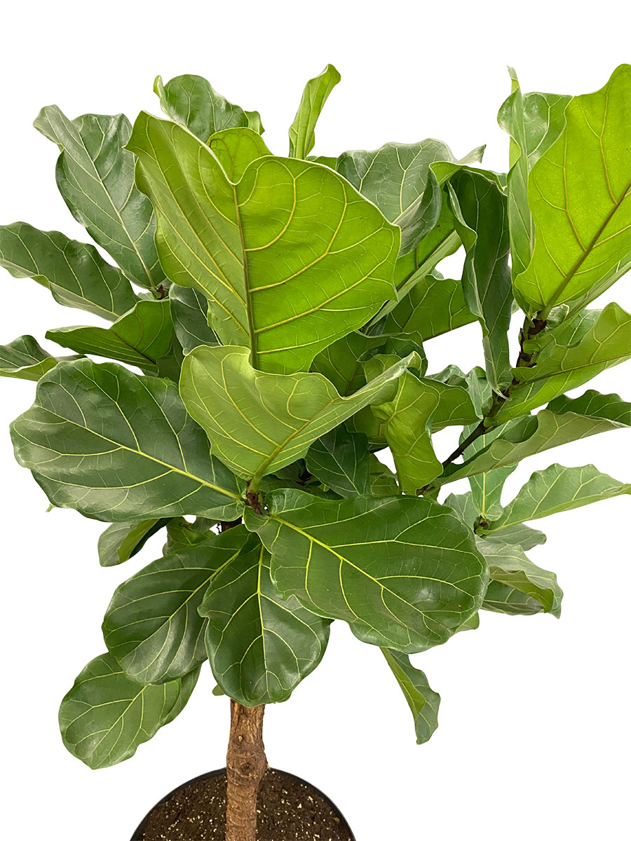 Geigenfeige Ficus lyrata Stamm Verzweigt - Gross Geigenfeige Ficus lyrata Stamm Verzweigt - Gross