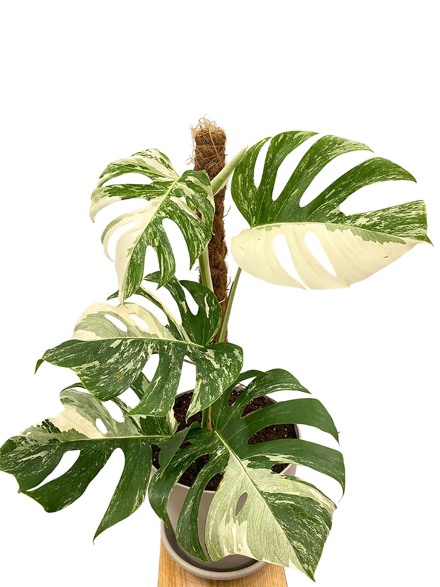Monstera Deliciosa Variegata Moosstab