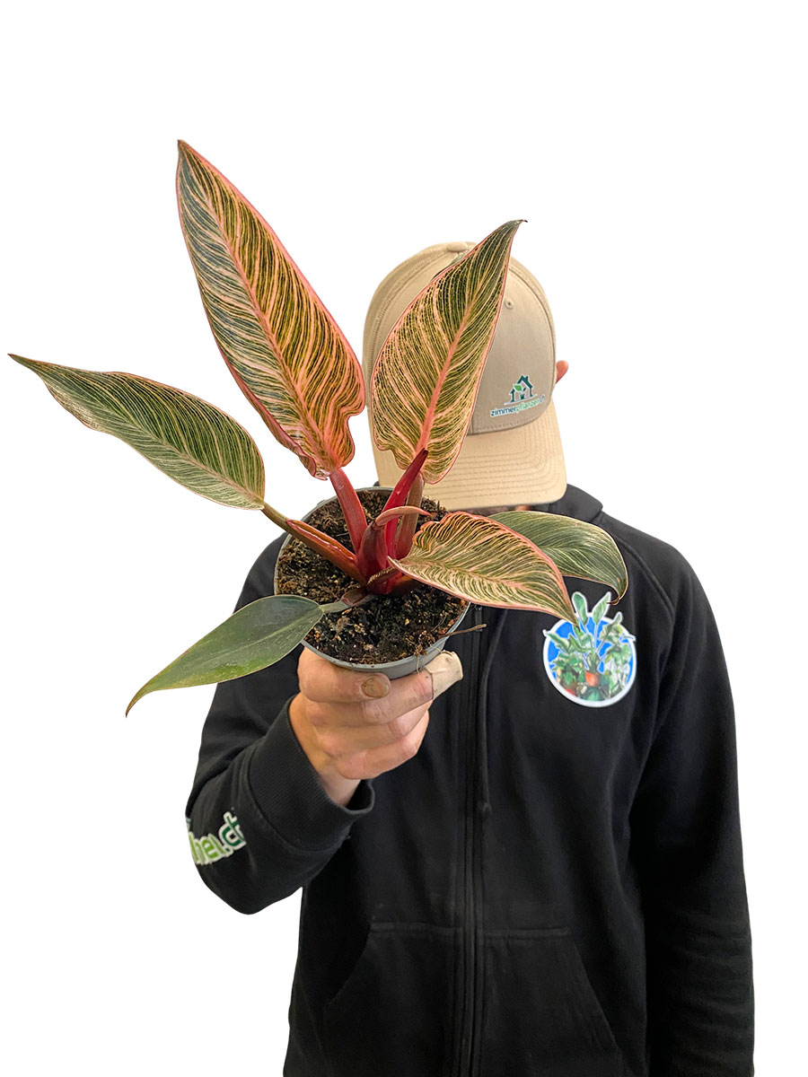 Philodendron Rosa Bikini