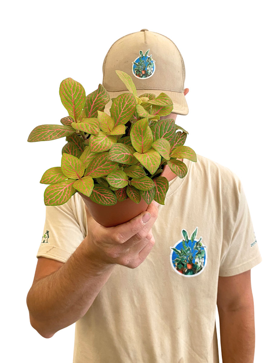 Fittonia Mosaic Skeleton