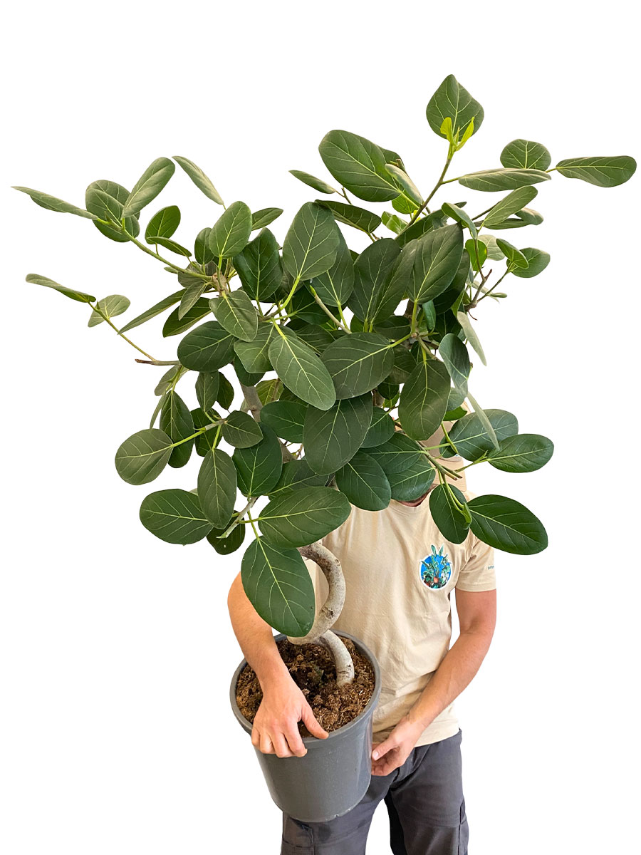 Ficus Benghalensis Spirale