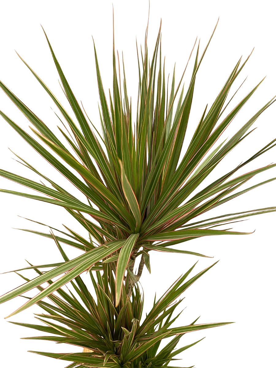 Dracaena Marginata Bicolor