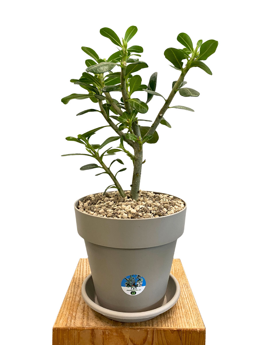 Wüstenrose Adenium Obesum