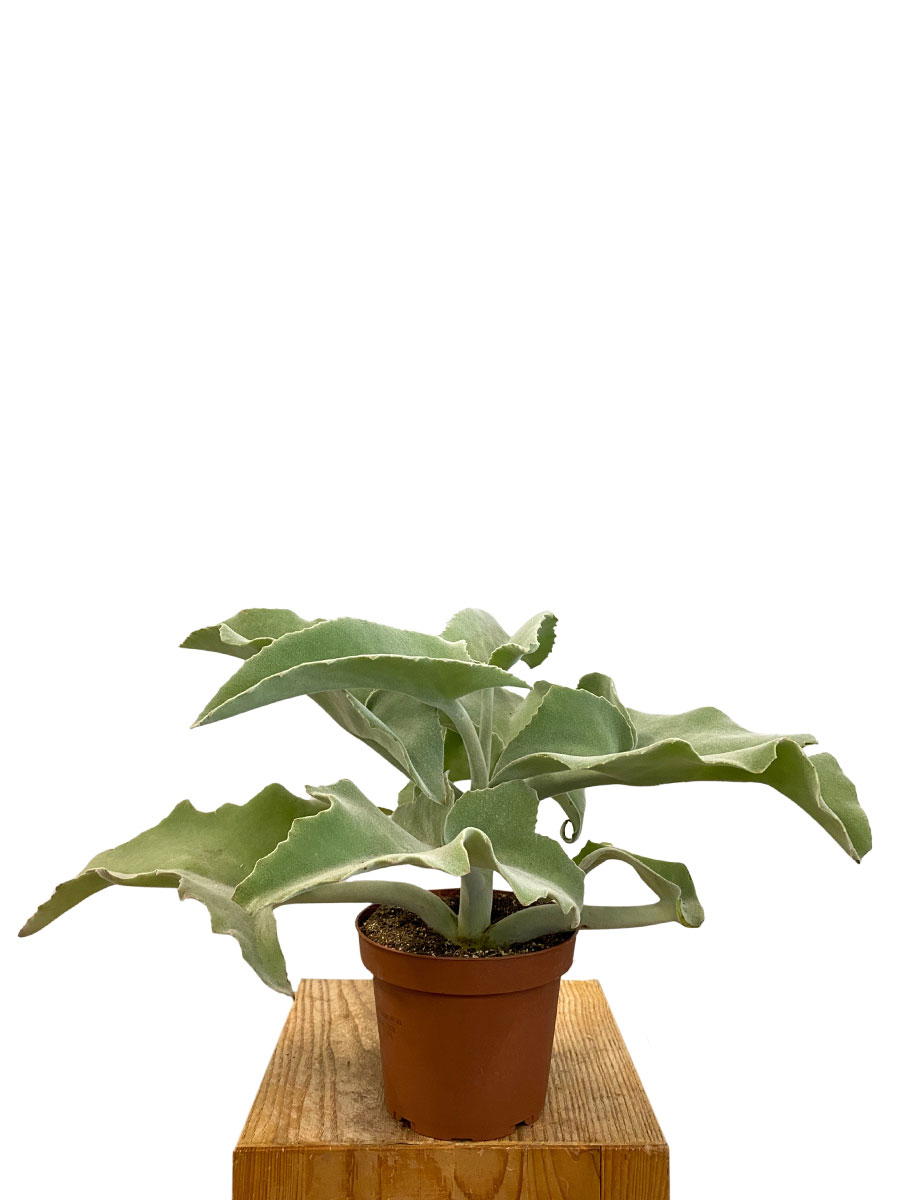 Kalanchoe Beharensis