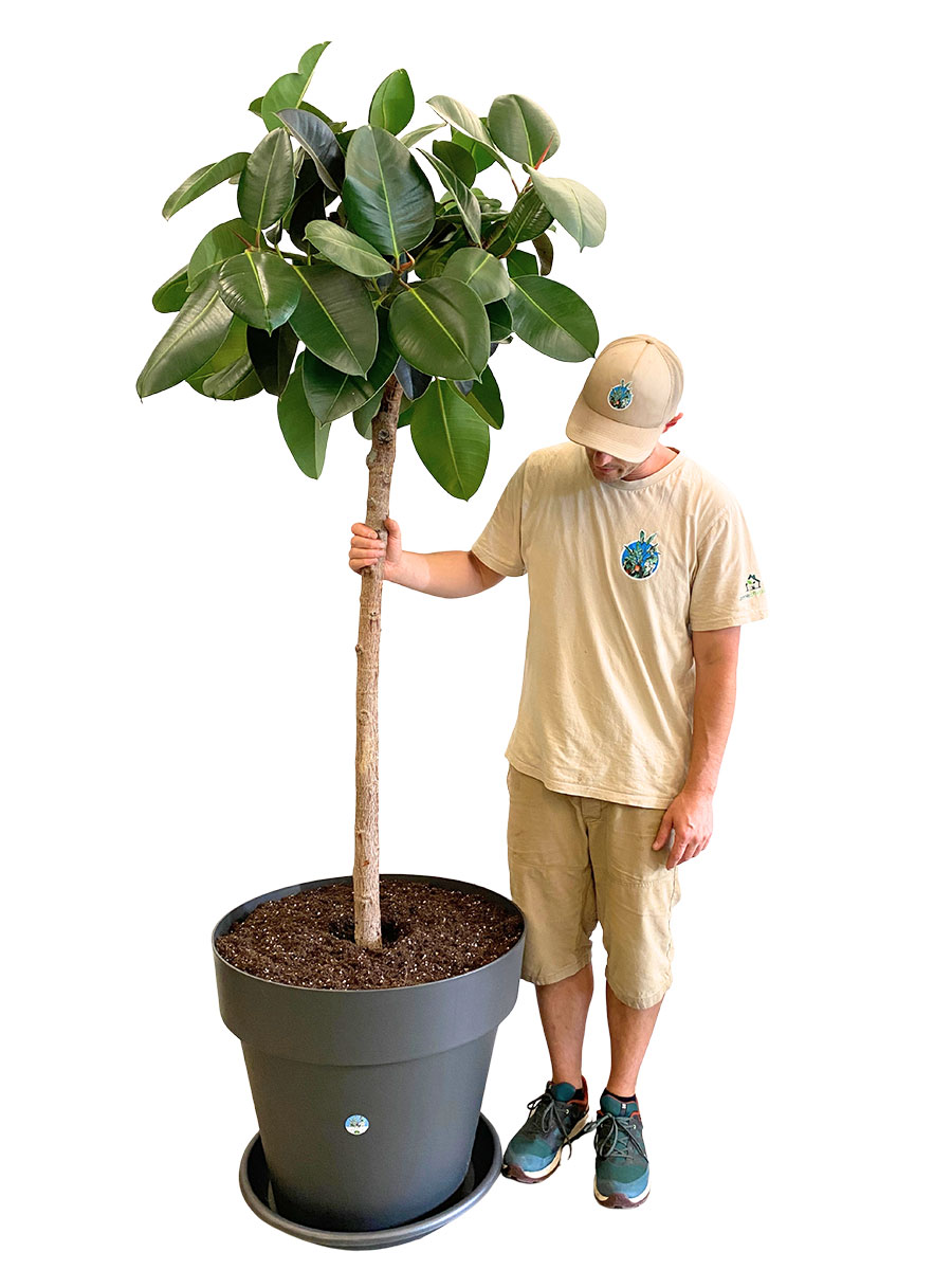 Gummibaum El Robusta Stamm - Gross