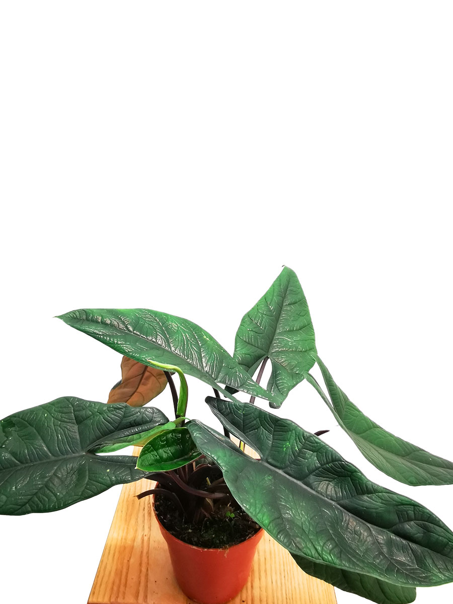 Alocasia Scalprum Alocasia Scalprum