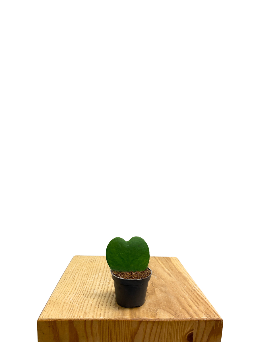 Herzblattpflanze Hoya kerrii