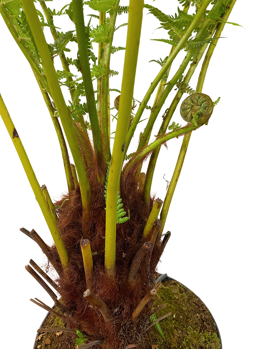 Baumfarn Dicksonia Antarctica XL