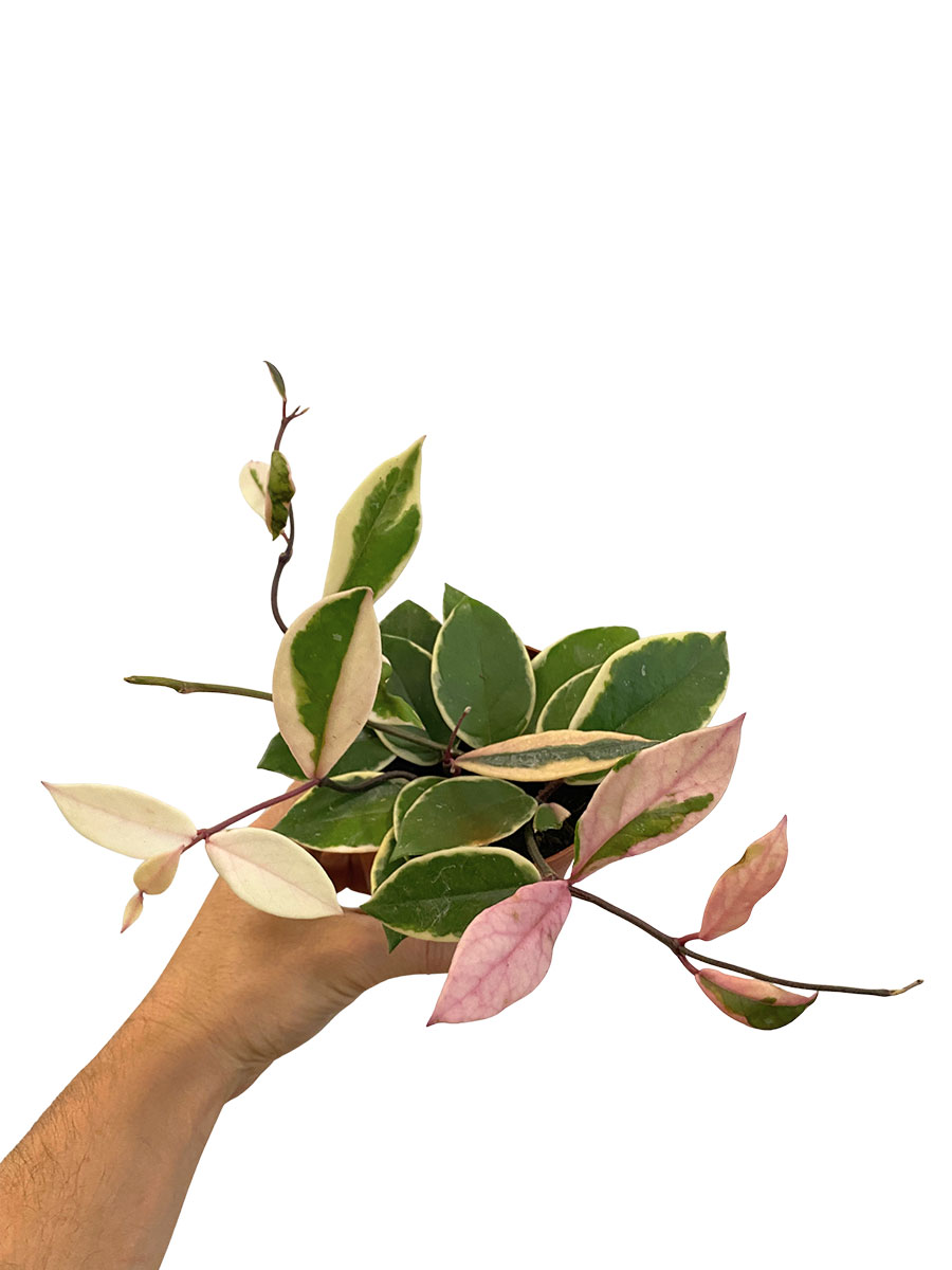 Hoya Flamingo Dream - Ø12 cm