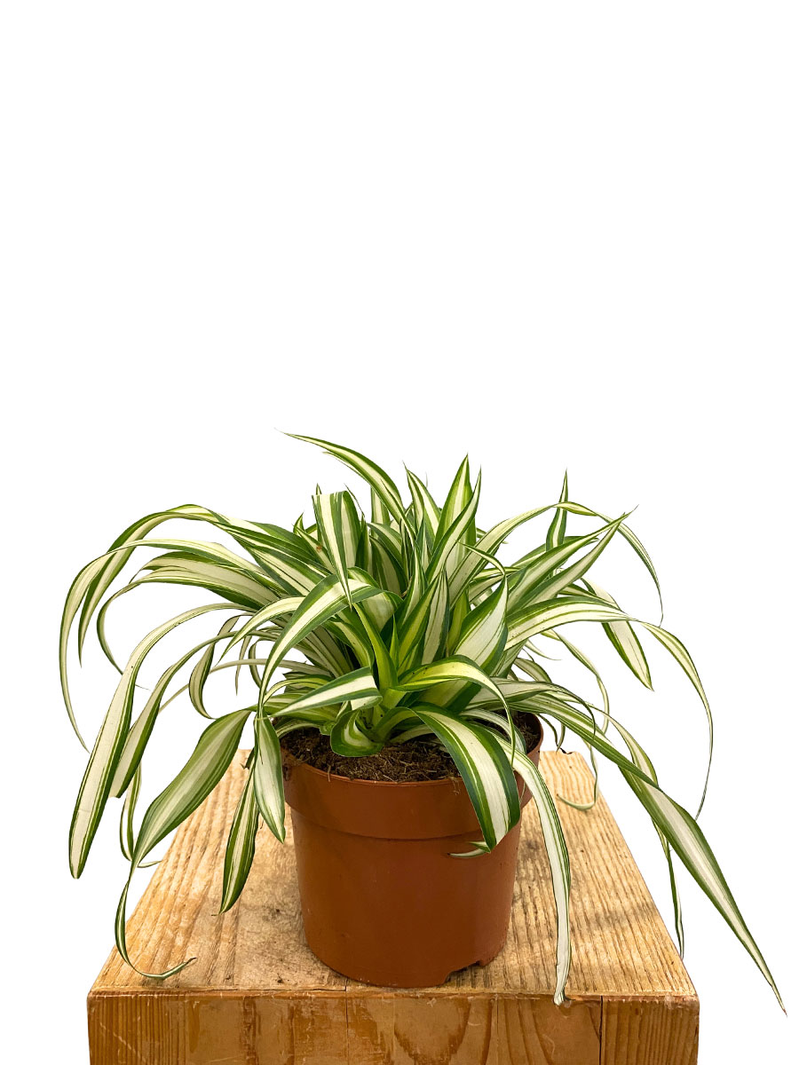 Grünlilie Chlorophytum Variegata
