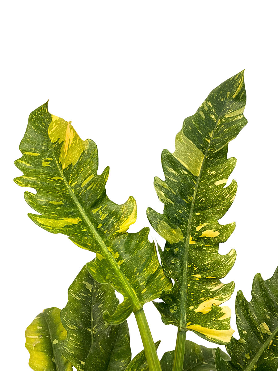Philodendron Ring of Fire