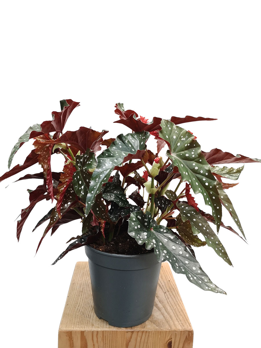 Begonia blad Maculata Black Forest