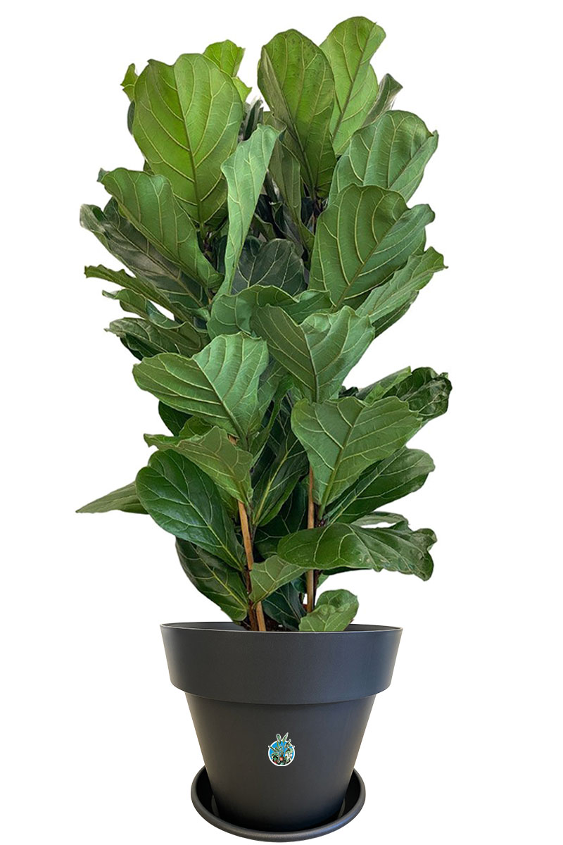 Geigenfeige Ficus lyrata Tuff - Gross