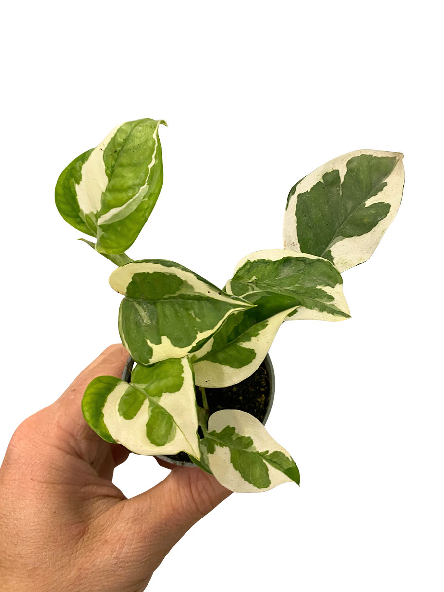 Baby Epipremnum Aureum N'joy