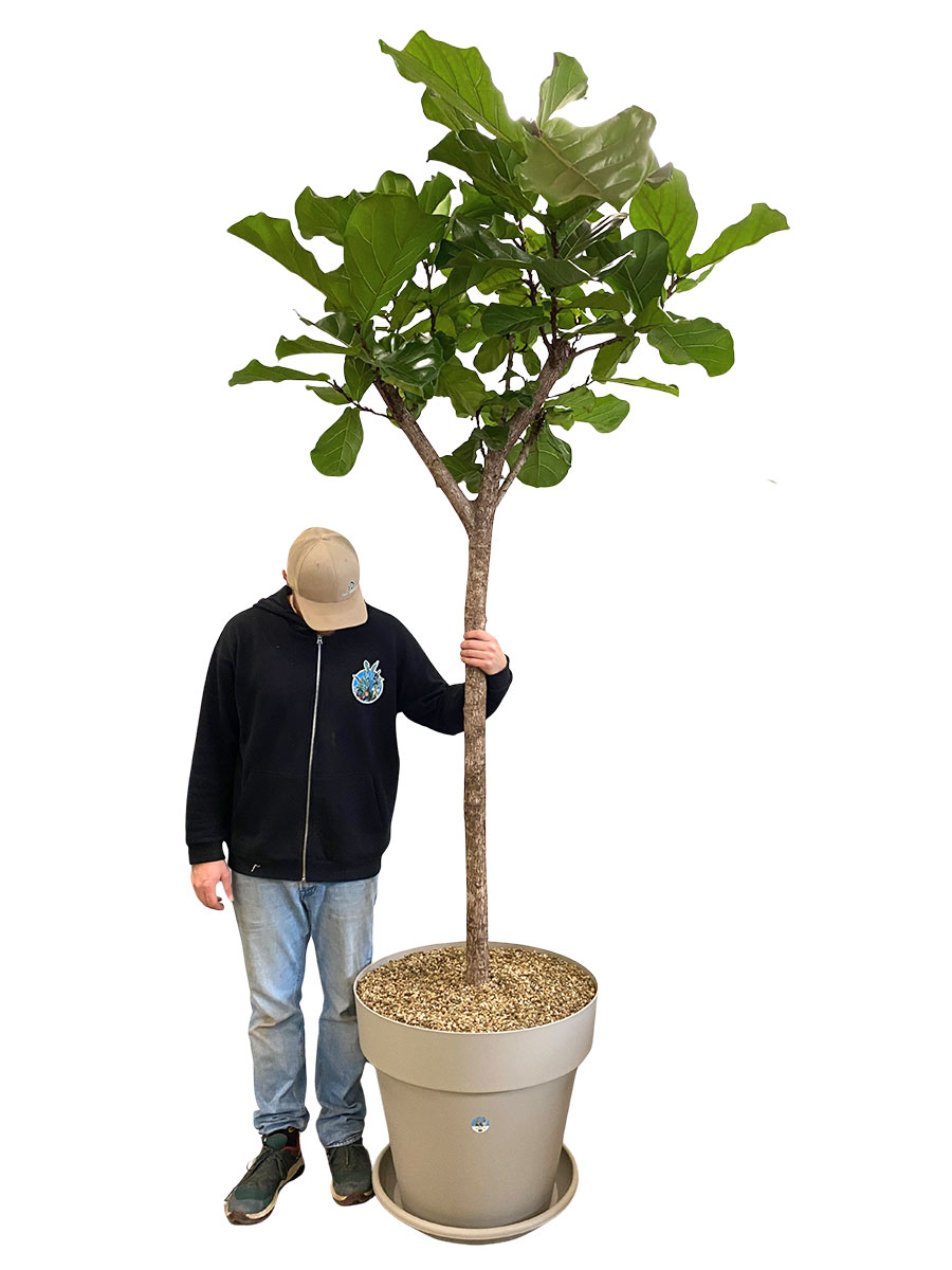 Geigenfeige Ficus Lyrata Stamm - Gross