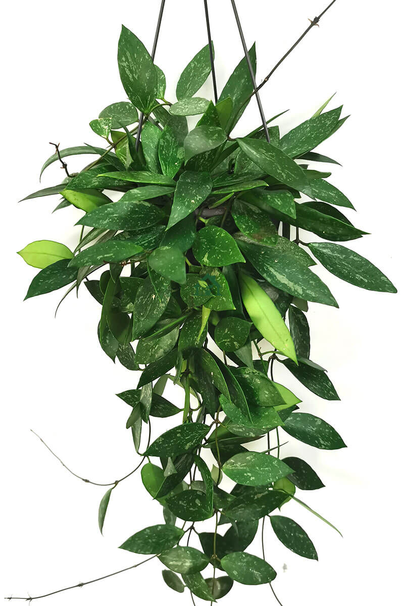 Wachsblume Hoya camosa gracilis