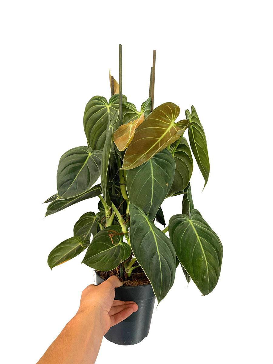 Philodendron Melanochrysum - Gross