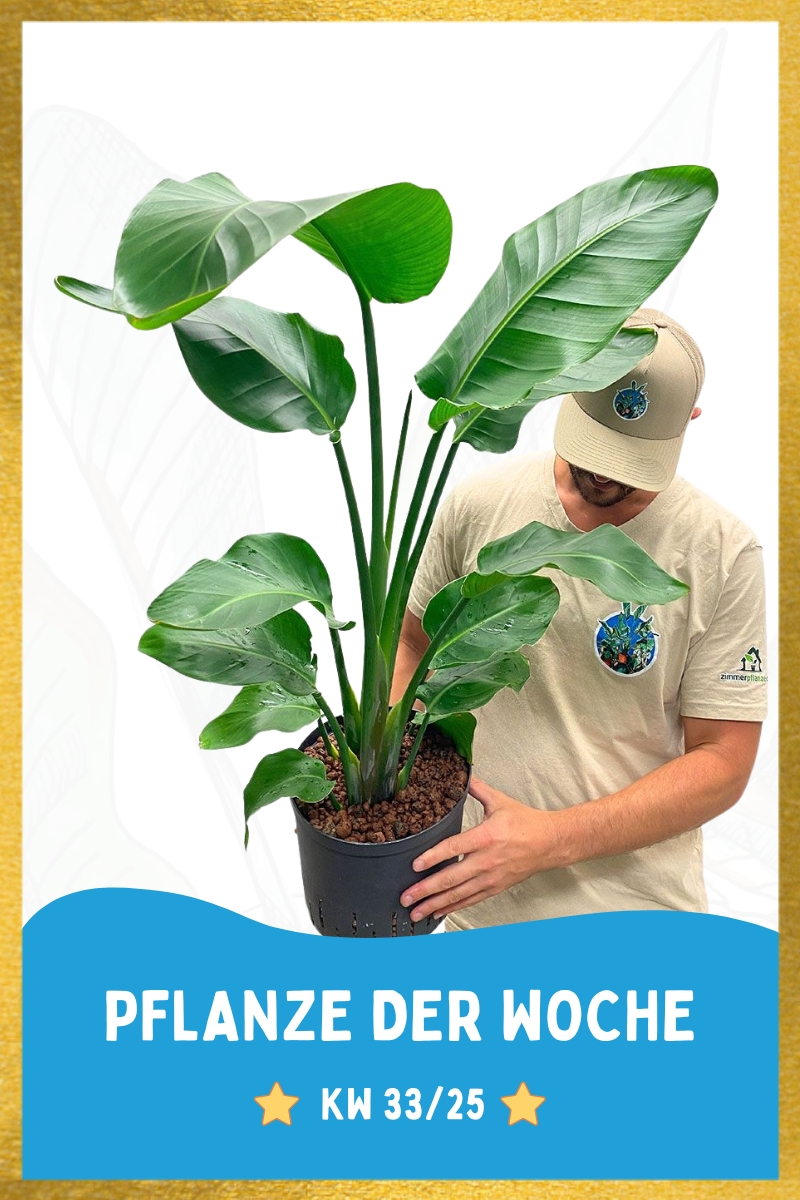 Hydro - Strelitzia Nicolai