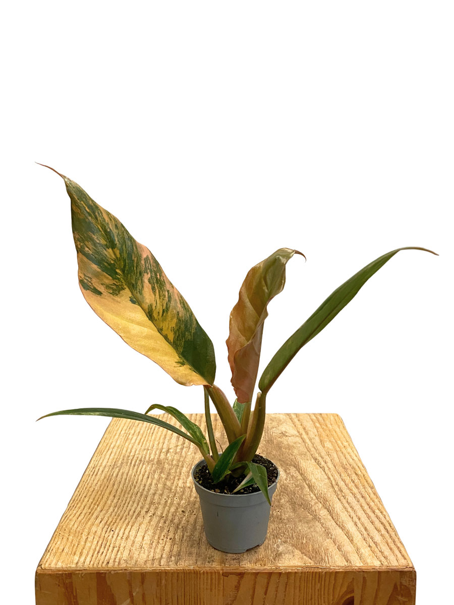 Baby Philodendron Caramel Marble  - Ø6 cm
