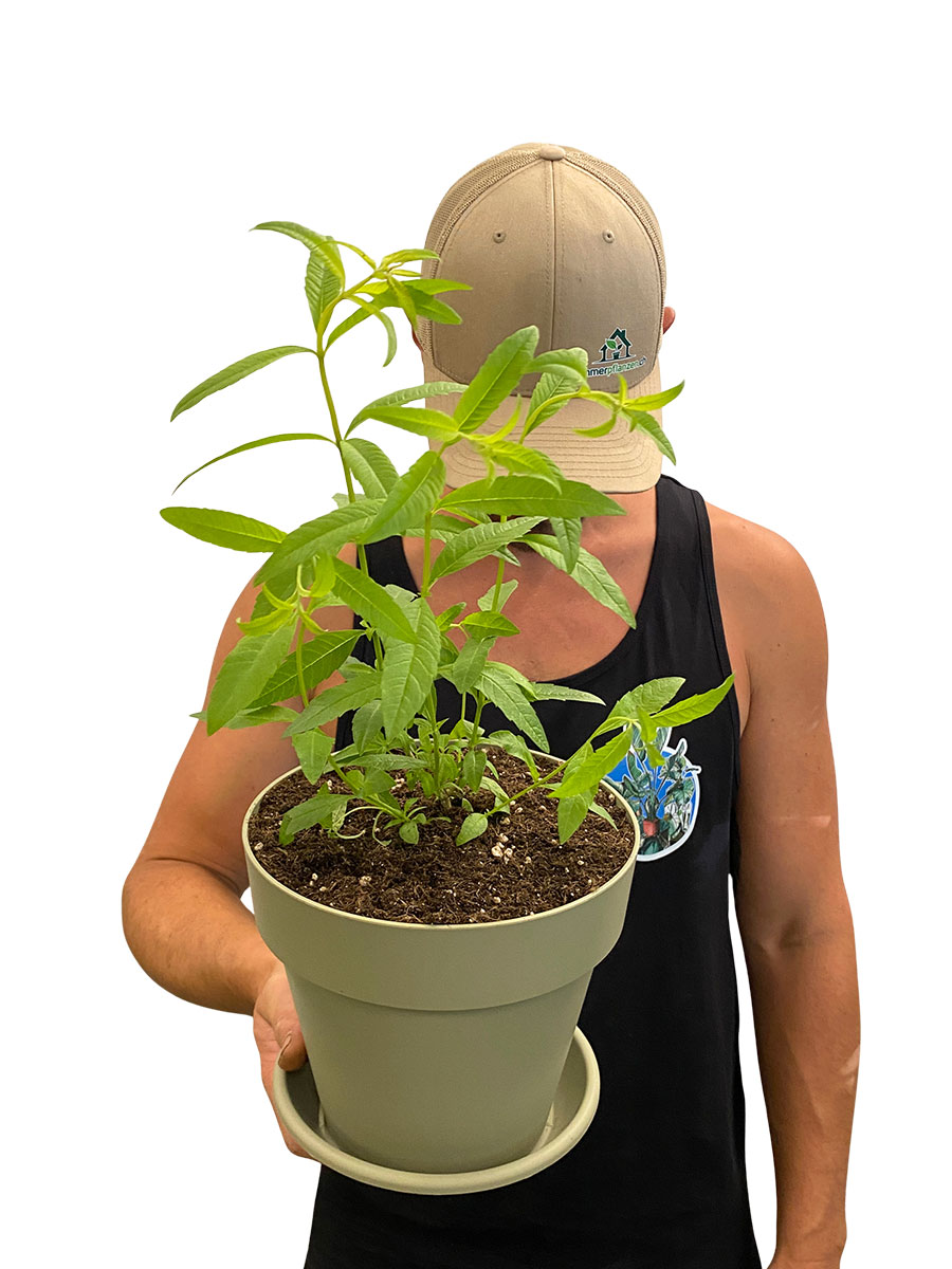 Bio Zitronenverbene Aloysia Citrodora - Fertig