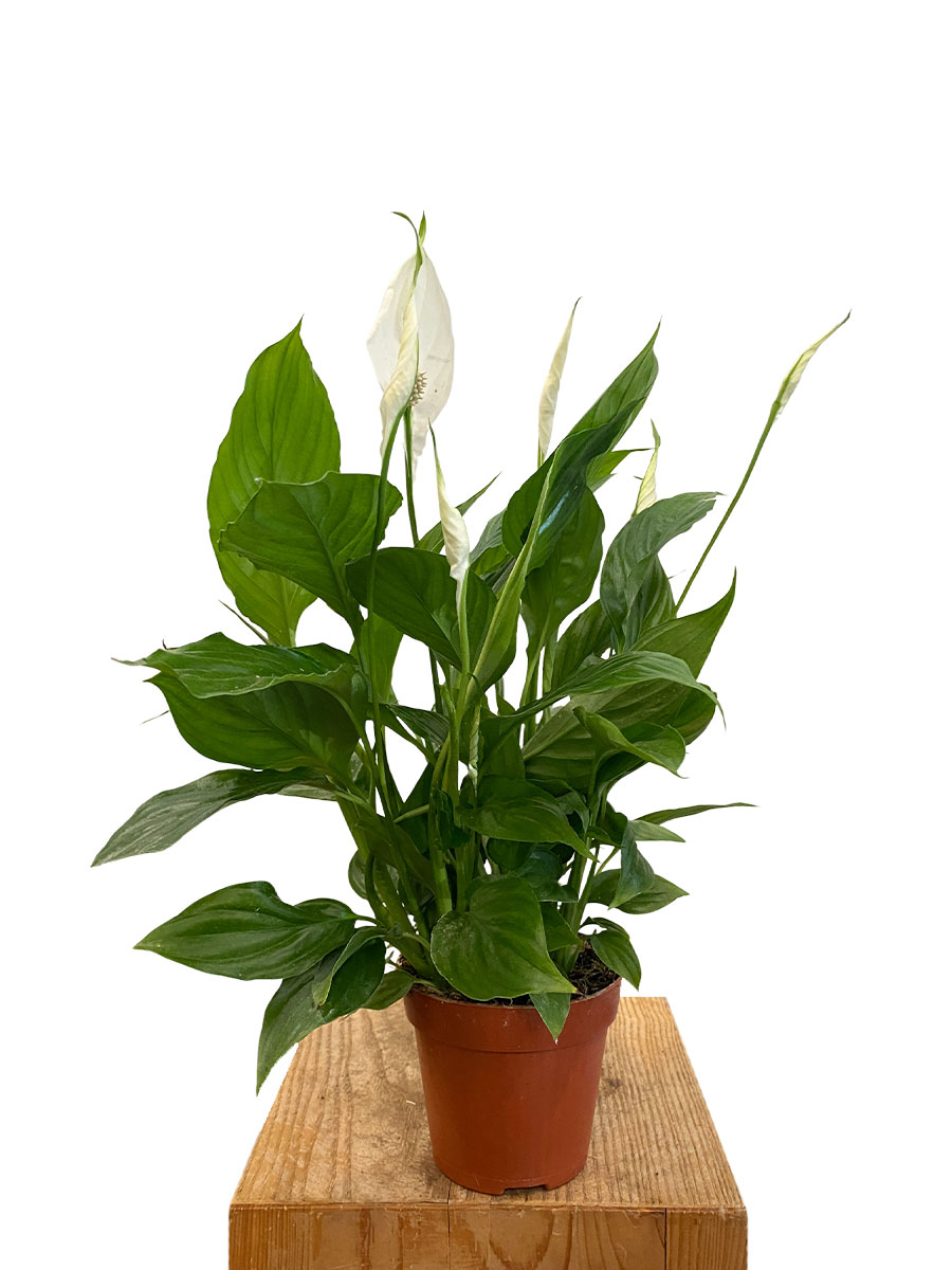 Spathiphyllum Wallisii  - Ø12 cm