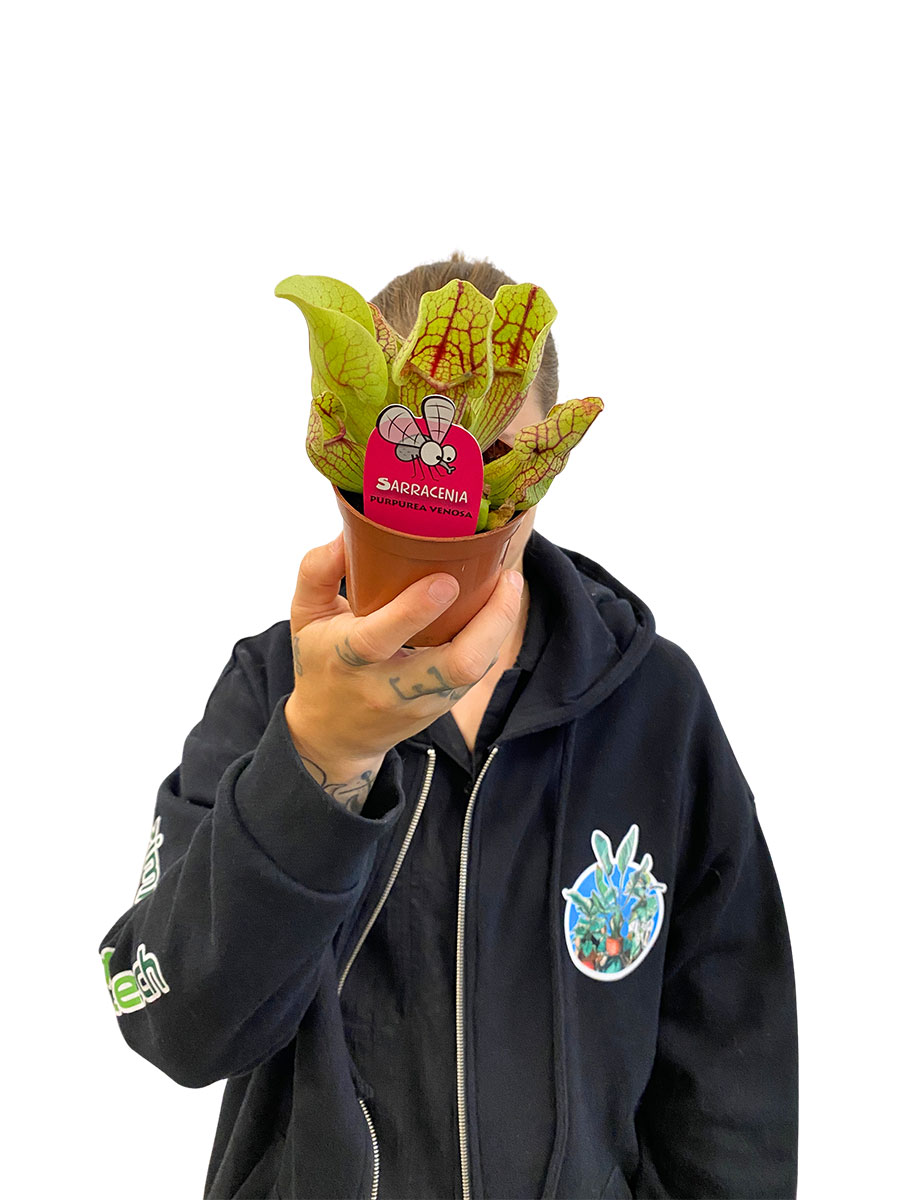 Schlauchpflanze Sarracenia Purpurea Venosa