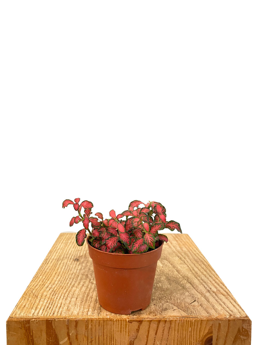 Fittonia Mosaic Tiger