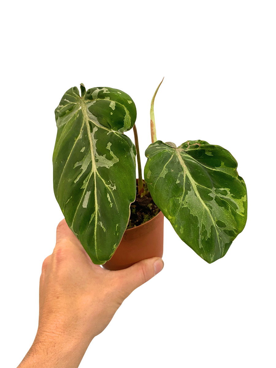 Philodendron Gloriosum Schnee Leopard