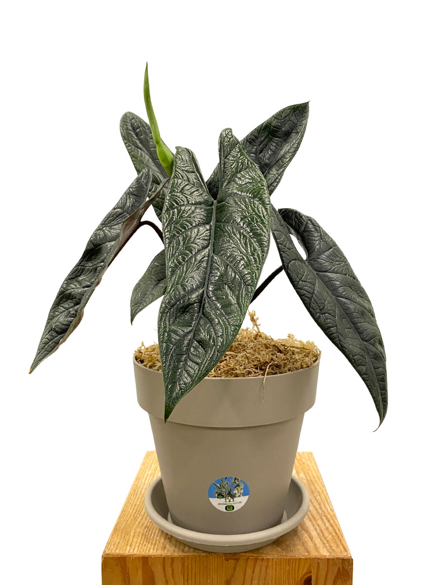 Alocasia Scalprum