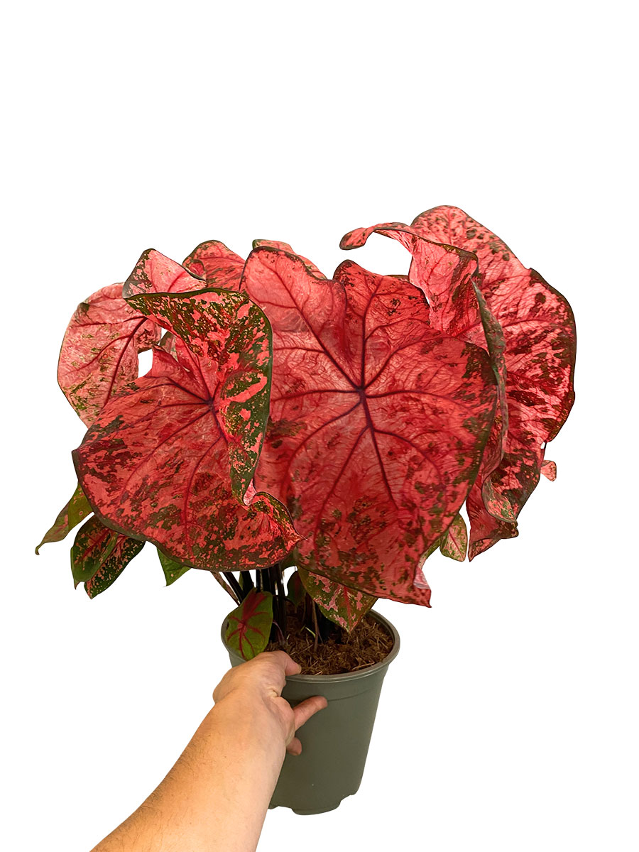 Caladium Lava Glow XL