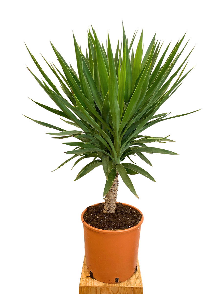 Palmlilie Yucca Maya Tree