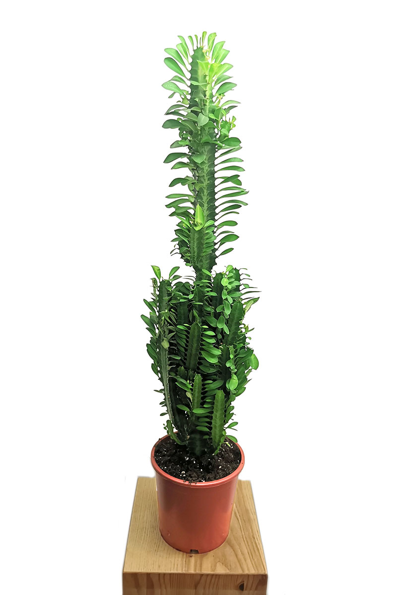Euphorbia trigona 70cm