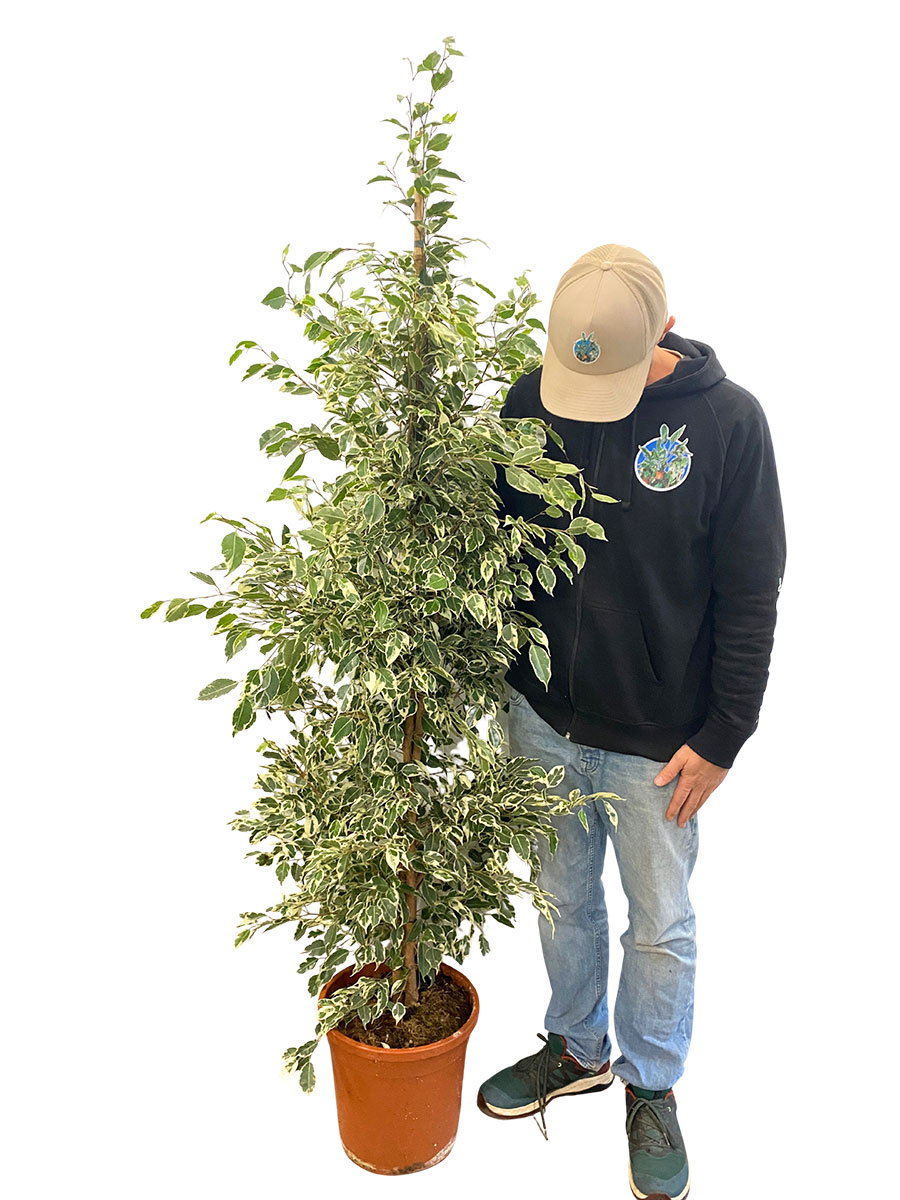 Birkenfeige Ficus Benjamina Twilight
