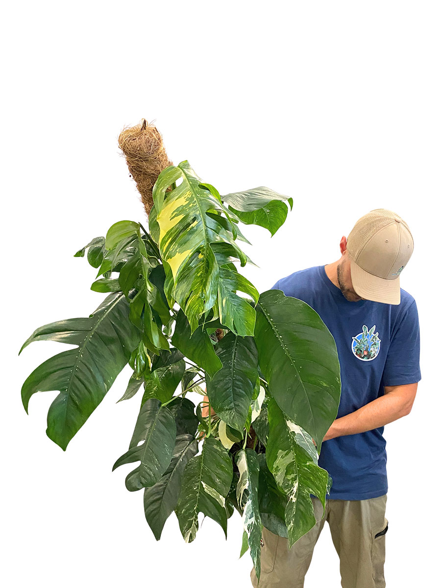 Epipremnum Albo Variegata Moosstab