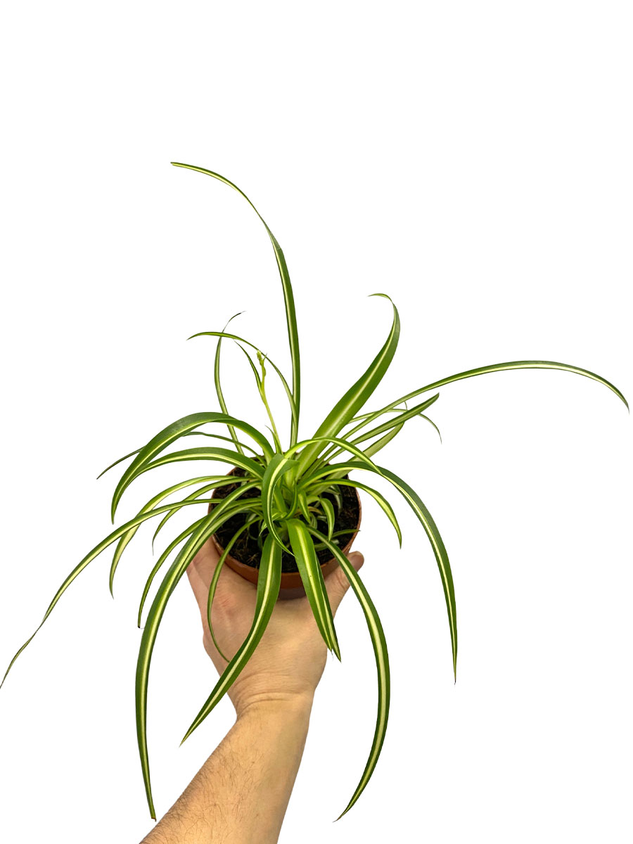 Chlorophytum Comosum Atlantic