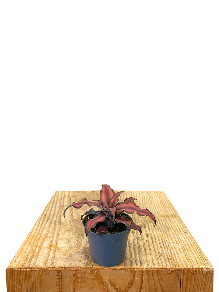 Baby Cryptanthus Red Star