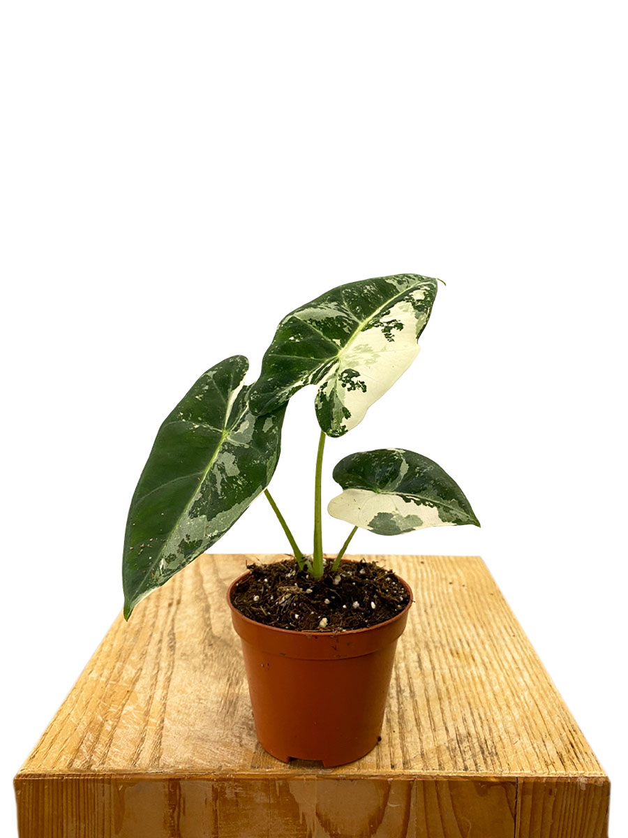 Alocasia Frydek Variegata