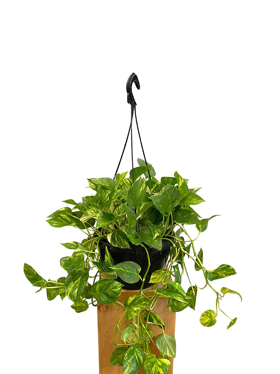 Hänger - Epipremnum Aureum - Gross
