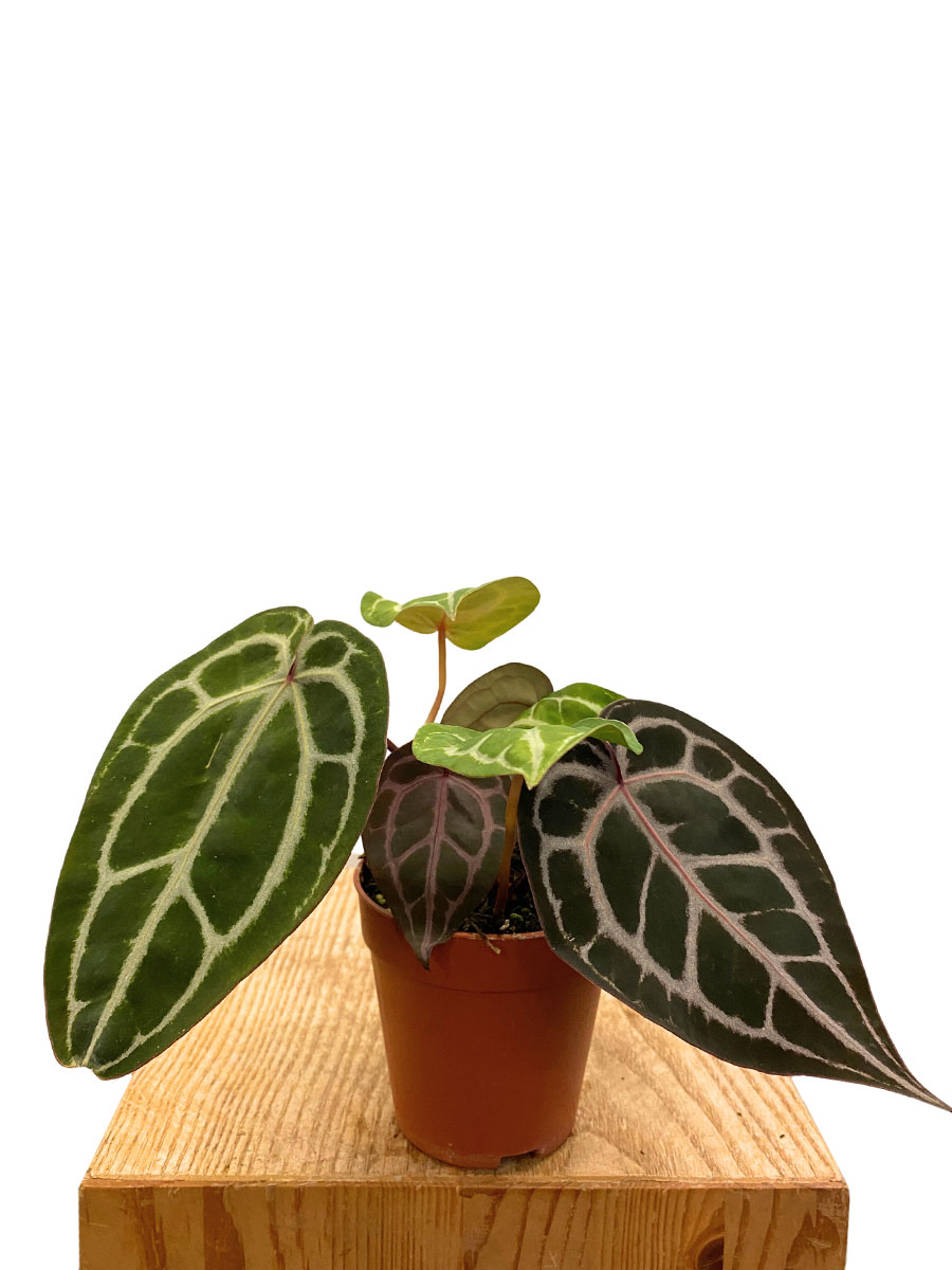 Anthurium Michelle® DocBlock