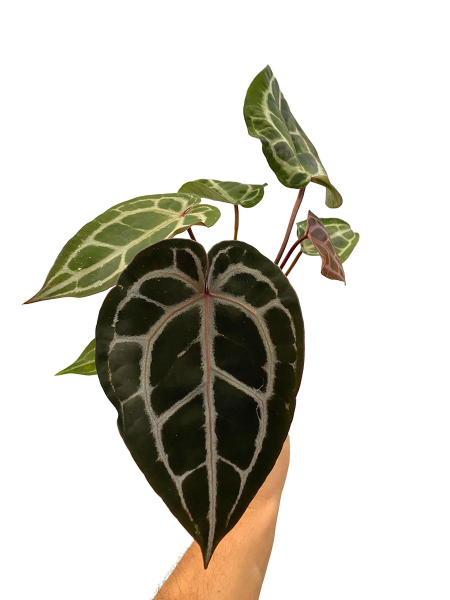 Anthurium Michelle® DocBlock